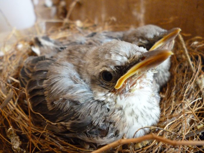 Streptopelia bitorquata