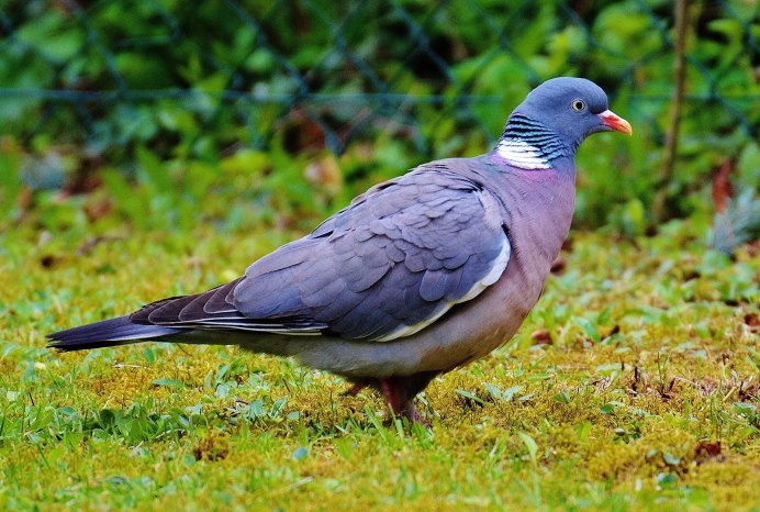 Обыкновенная Горлица - Streptopelia Turtur (Linnaeus, 1758)