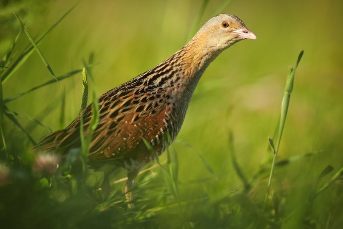 Crex Crex Коростель