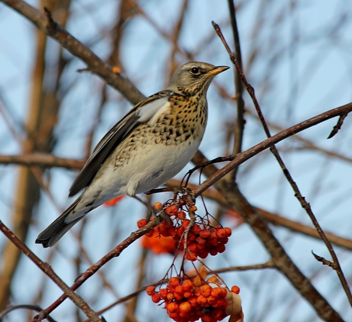 Рябинник (turdus pilaris