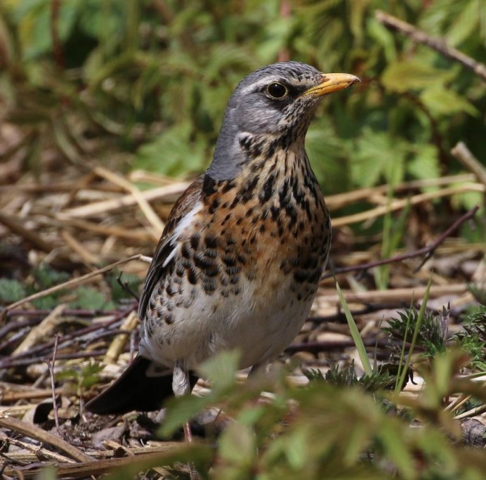 Fieldfare turdus pilaris