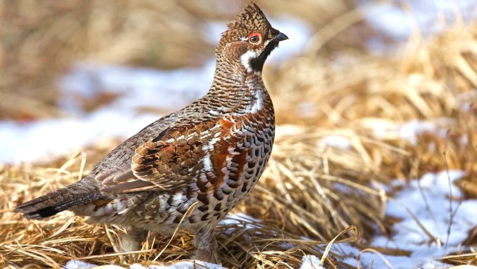 Рябчик (Bonasa bonasia)