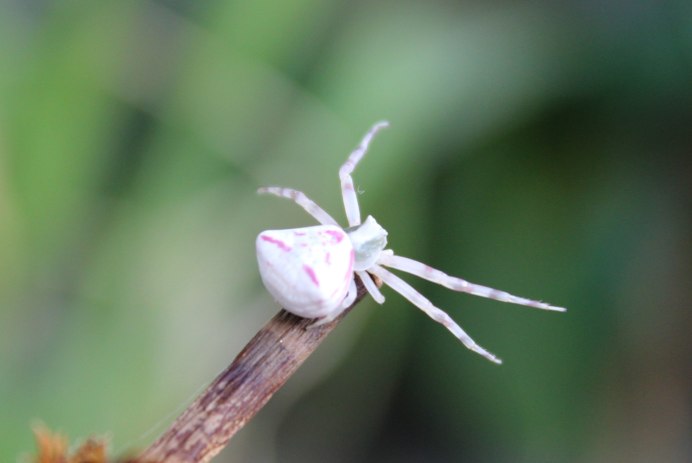 Паук-птицеед Heteroscodra maculata