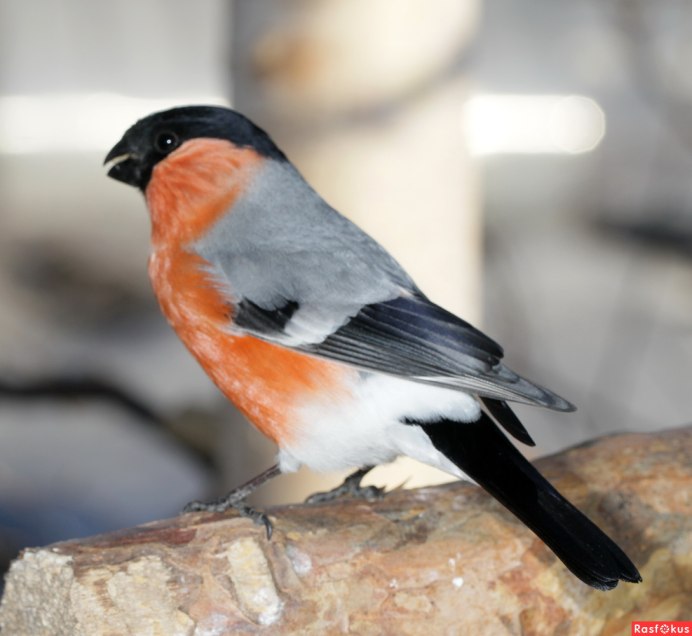 Красногрудая синица