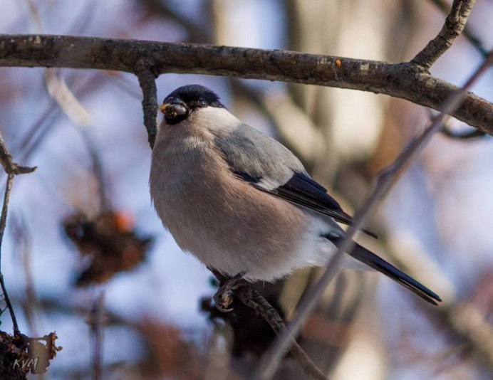Желтоспинный Снегирь