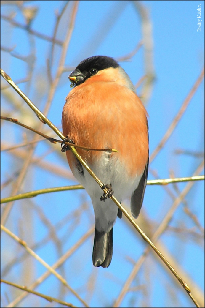Птичка с красной грудкой Снегирь