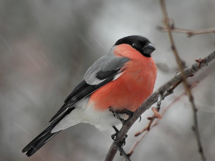 Длиннохвостая чечевица урагус