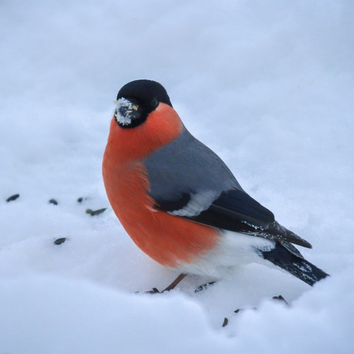 Серый Снегирь