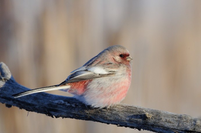 Снегири Якутии