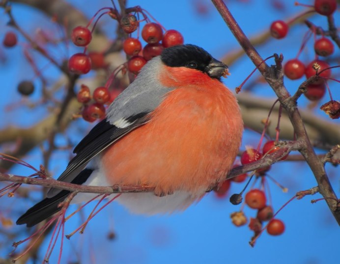 Желтоспинный Снегирь
