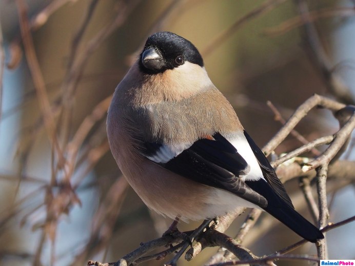 Урагус щегол