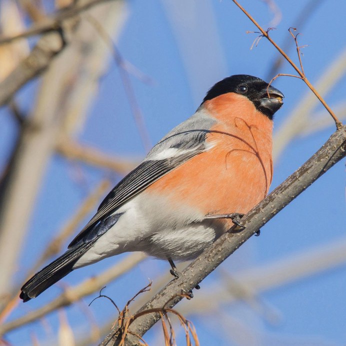 Маленькая серенькая птичка с красной грудкой