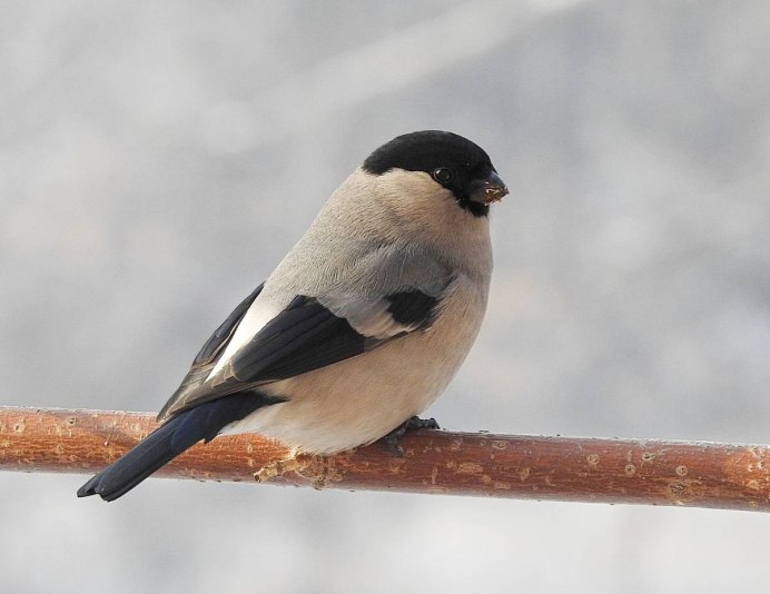 Птицы с красной грудкой Снегирь
