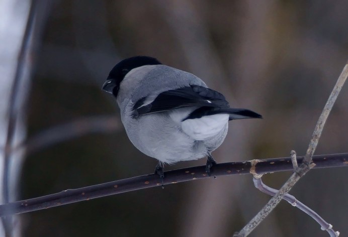 Уссурийский Снегирь (pyrrhula griseiventris)