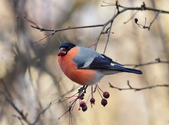 Птица с красноватой грудкой