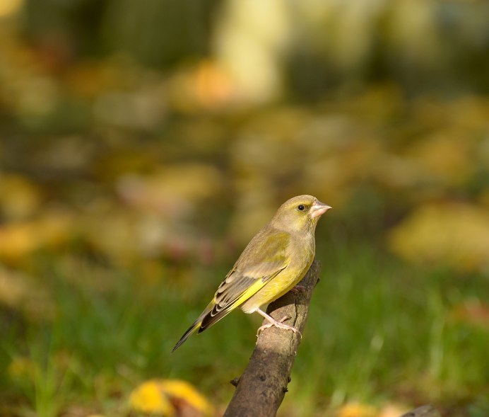 Yellow-Rumped Warbler птица Yellow Rumped