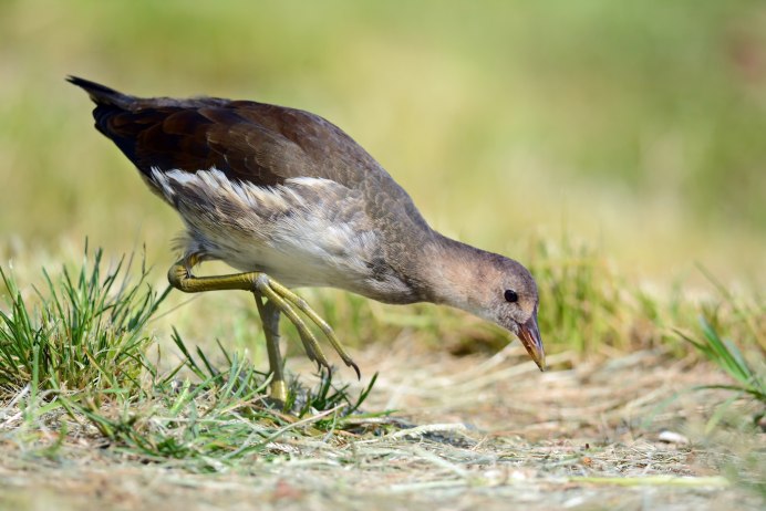Камышница Gallinula chloropus