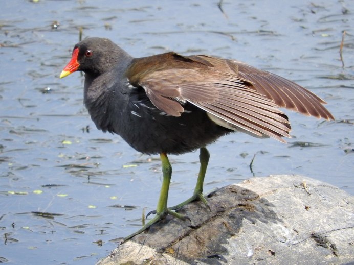 Камышница Gallinula chloropus