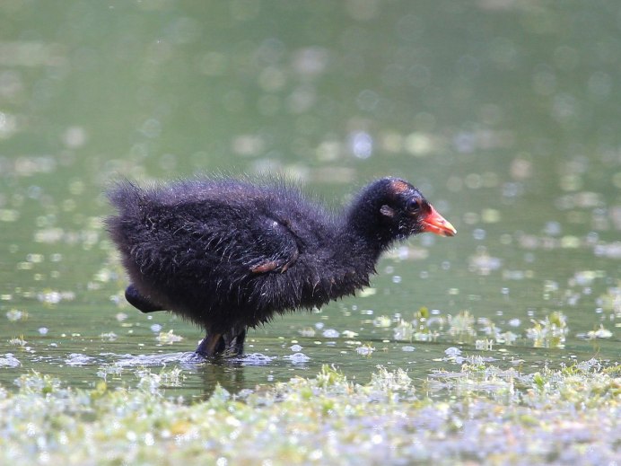 Камышница Gallinula chloropus