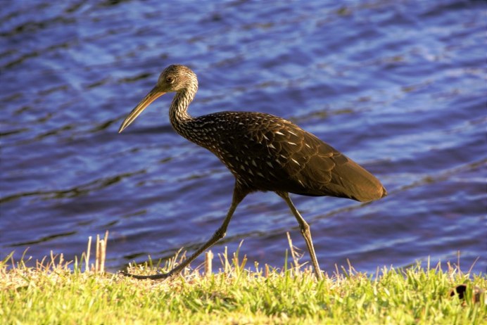 Тонкоклювый кроншнеп