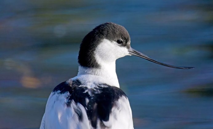 Великолепный Фрегат птица