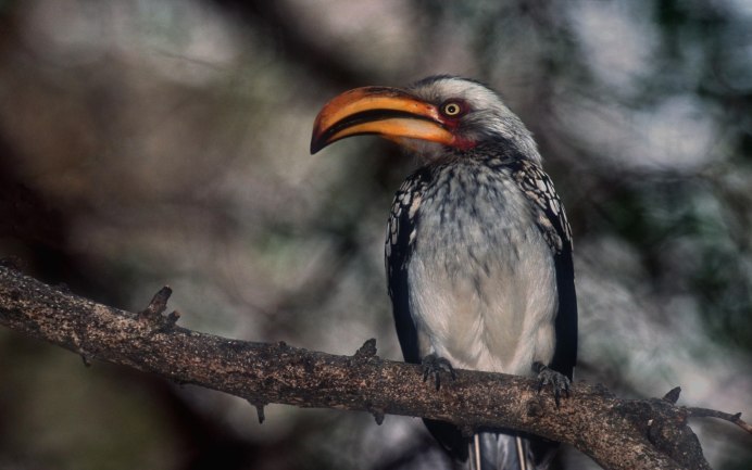 Водоплавающая птица с длинным клювом