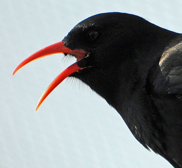 Птичка с длинным носиком