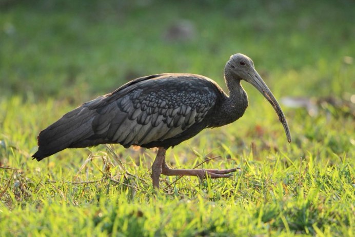 Ибис Болотная птица