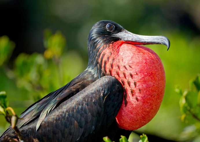 Цапля китоглав