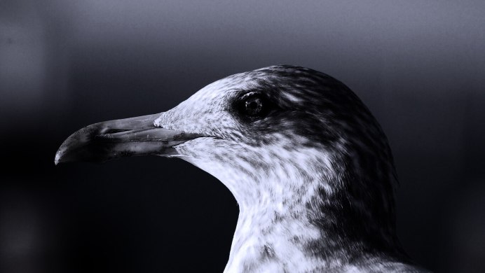 Белогрудый Баклан