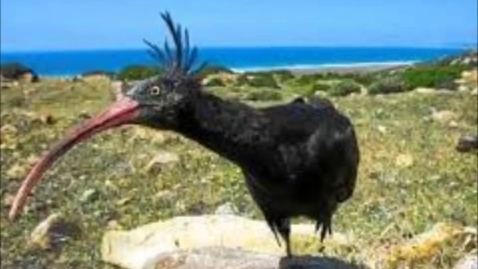 Черная птица с изогнутым клювом