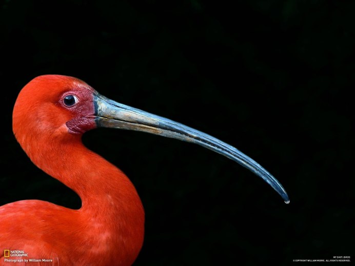 Птица с острым клювом