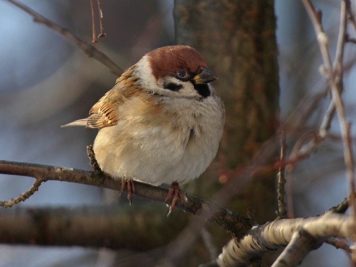 Птица похожая на большого воробья