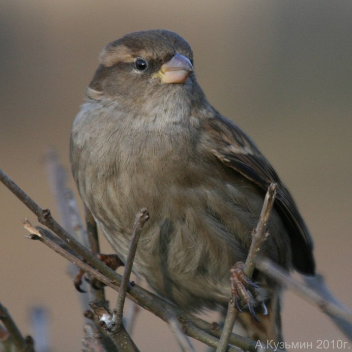 Воробей с длинным клювом