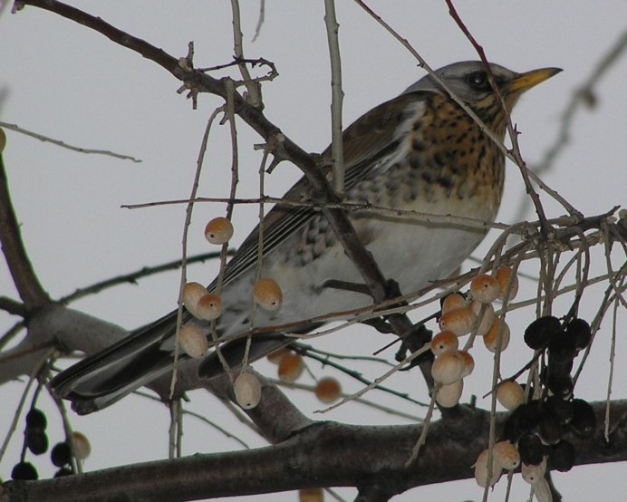 Серая птица крупнее воробья