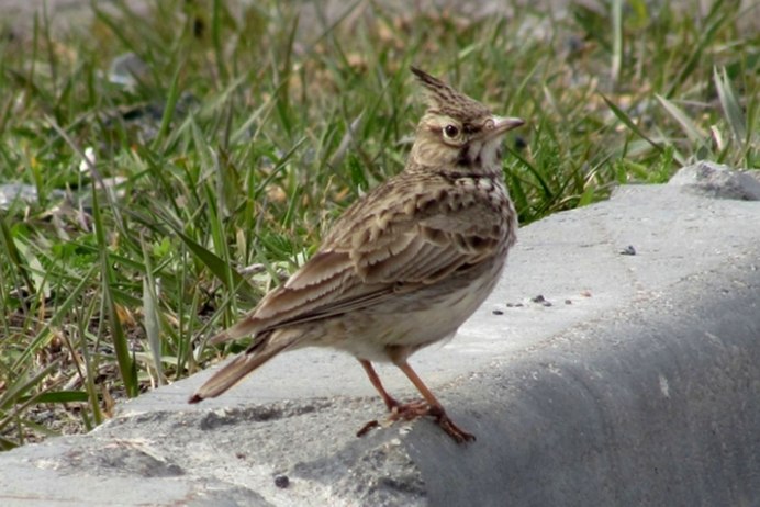 Гнездо хохлатого жаворонка
