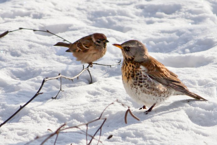 Птица похожая на воробья но крупнее