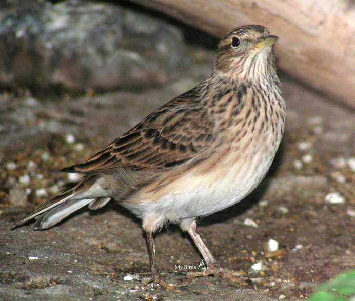 Бодоно чымчык