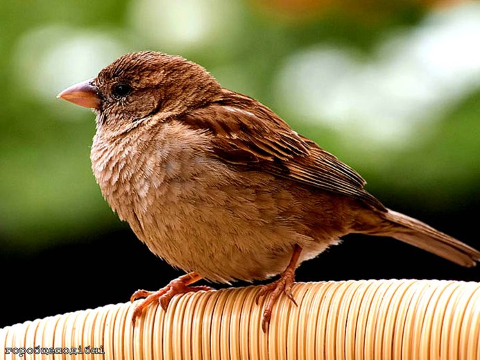 Гигантский Воробей