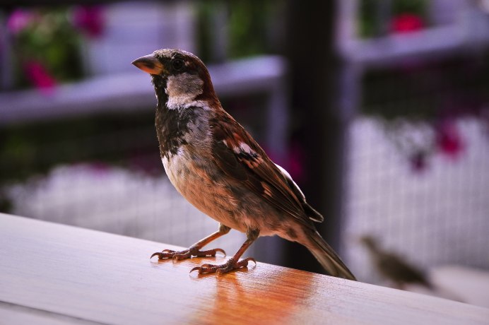 Черный Воробей