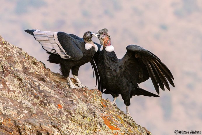 Животные Южной Америки Андский Кондор