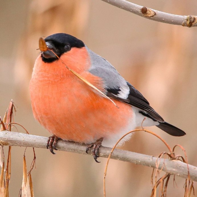 Птицы с красной грудкой но не снегирь фото и название