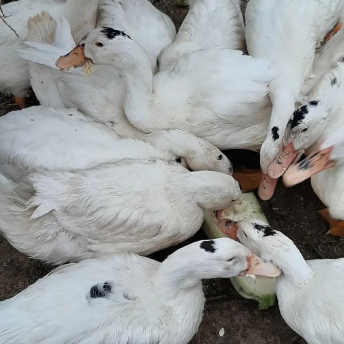 Cairina moschata