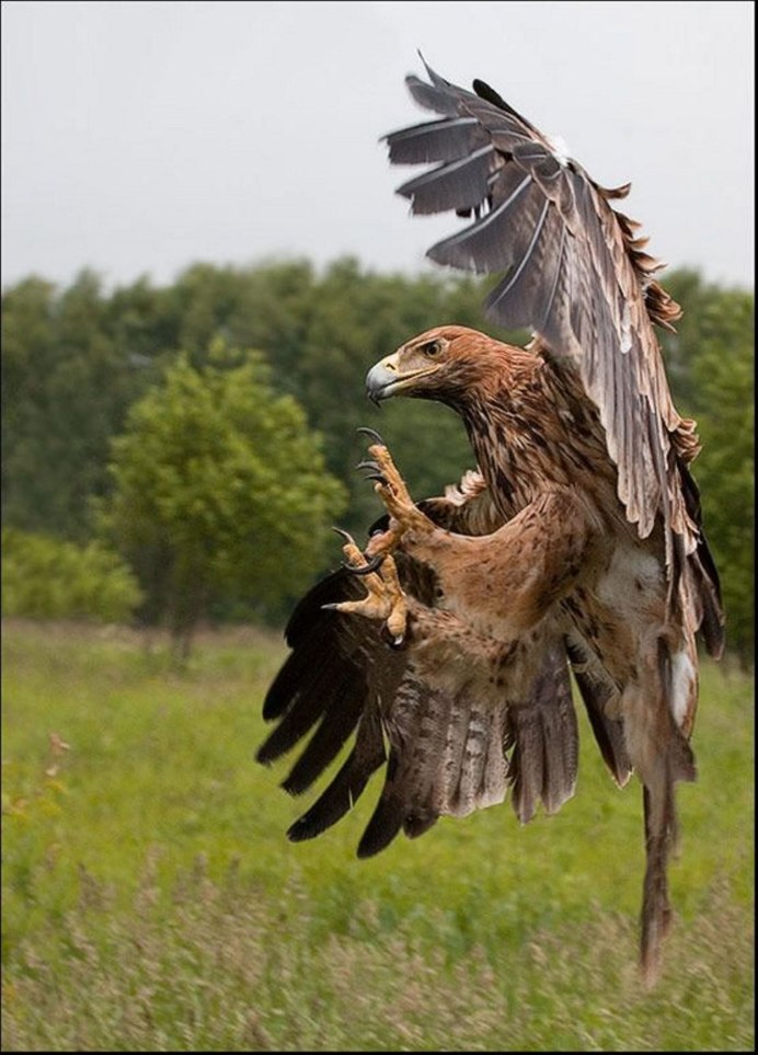 Обыкновенный канюк Buteo Buteo