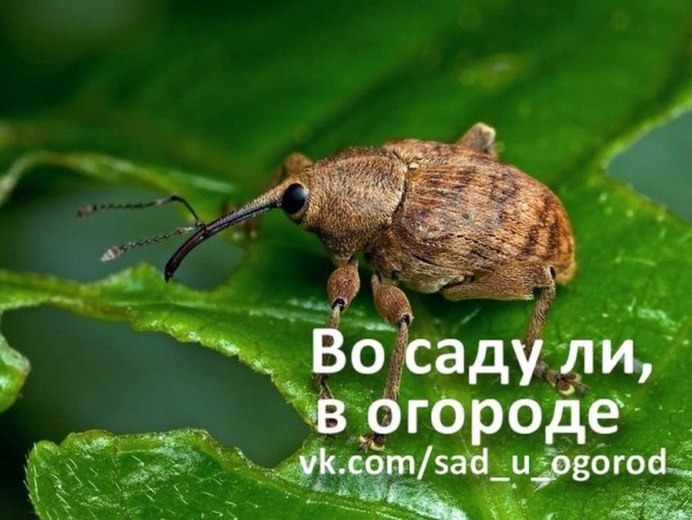 Жук долгоносик