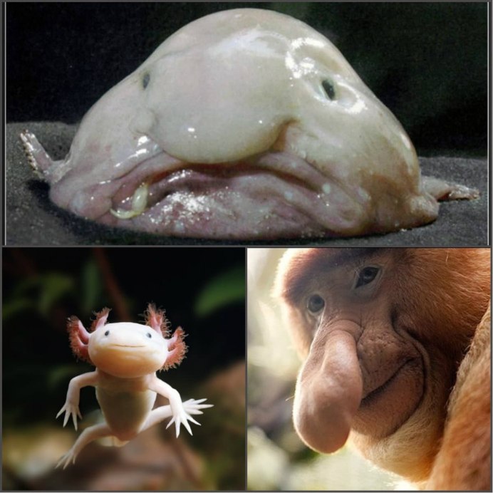 Китайский Соловей Leiothrix lutea