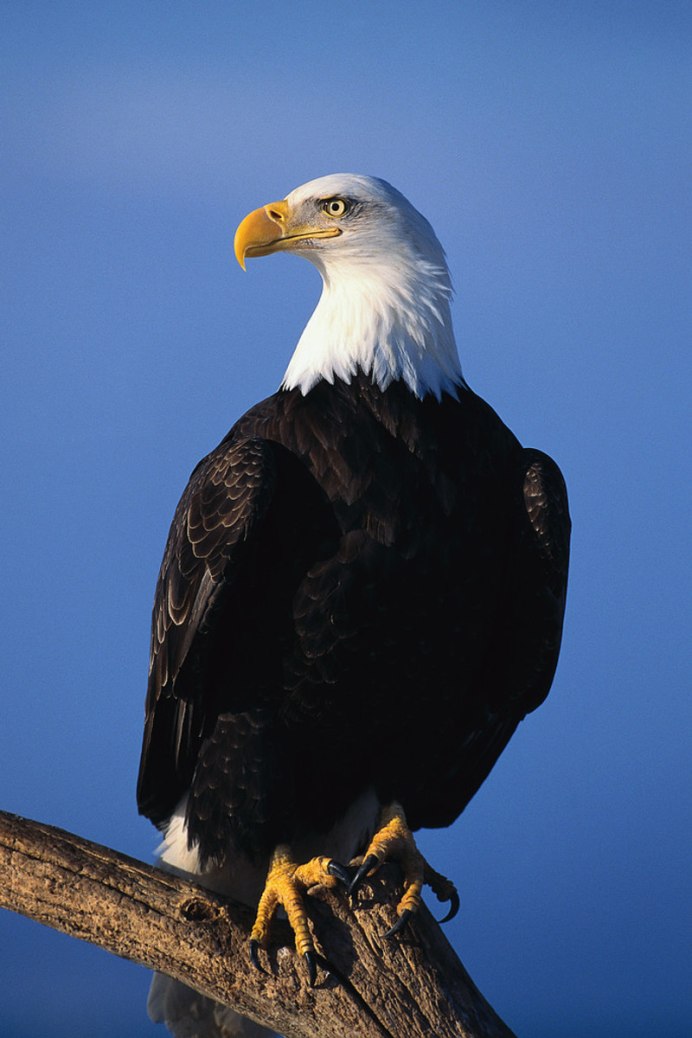 Whitehead Eagle