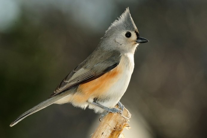 Sharp beak