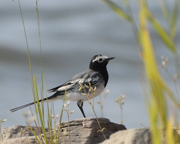 Motacilla personata