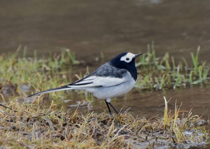 Motacilla Maderaspatensis